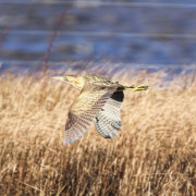 Bittern, Sa'ty Dykes