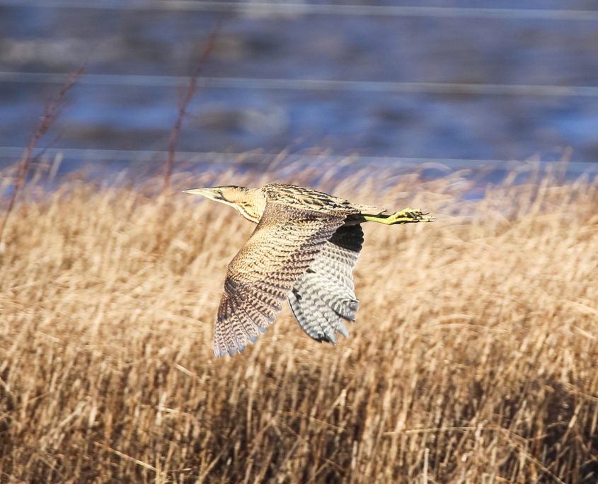 Bittern, Sa'ty Dykes