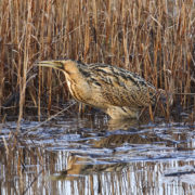 Bittern, Sa'ty Dykes