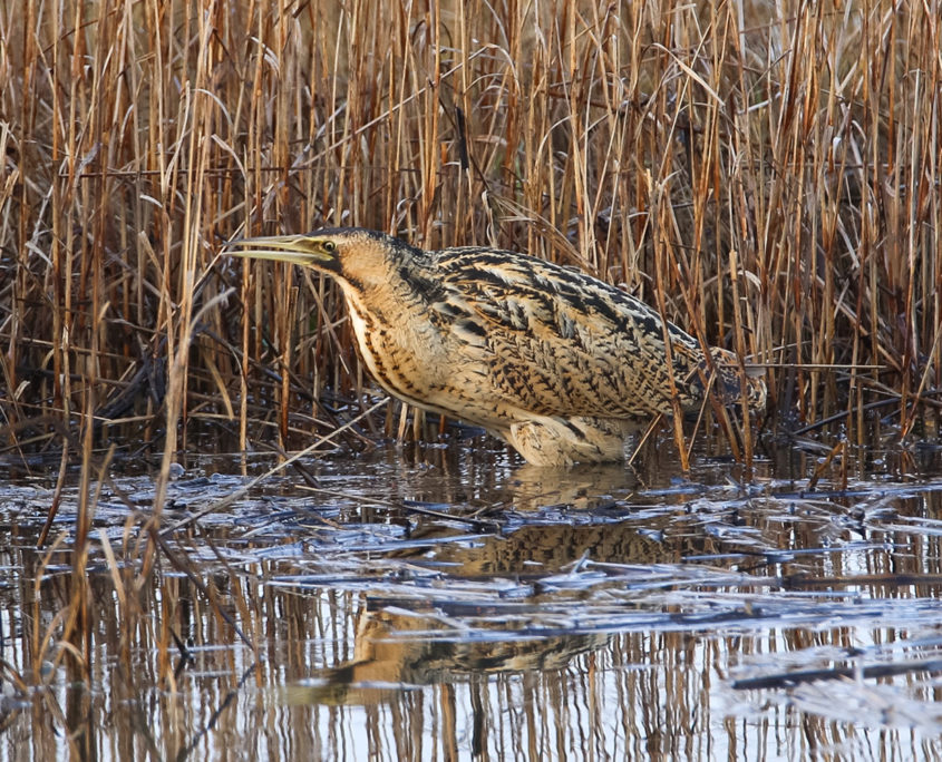 Bittern, Sa'ty Dykes