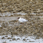 Black-headed gull on the mud