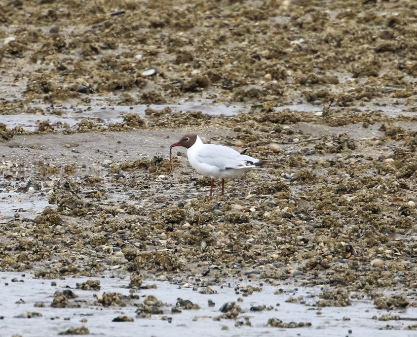 Black-headed gull on the mud