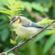 Blue tit (juvenile)