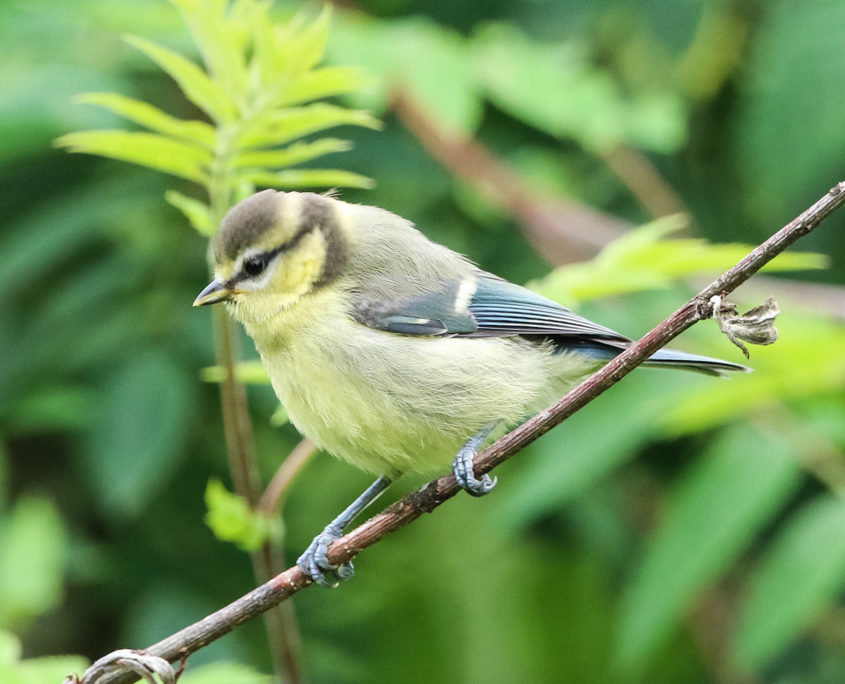 Blue tit (juvenile)