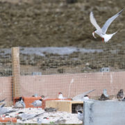 Common tern around the raft