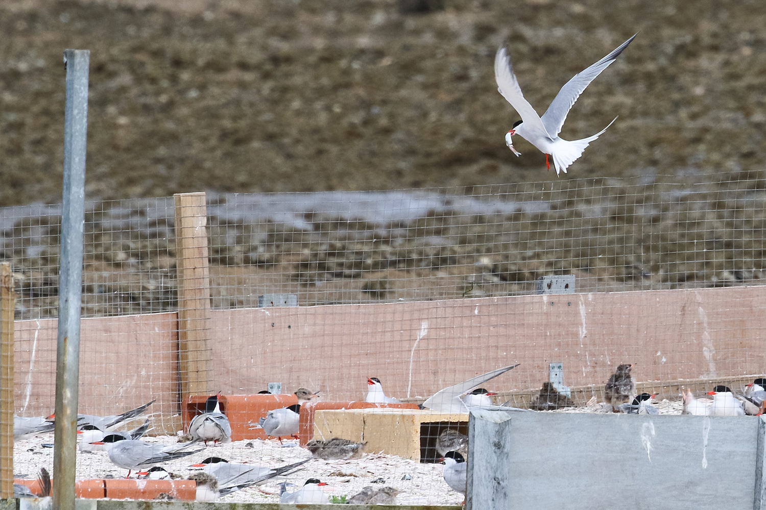 Common tern around the raft