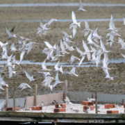 Common tern around the raft