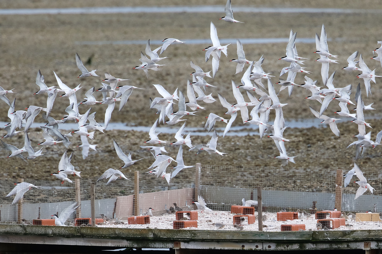 Common tern around the raft