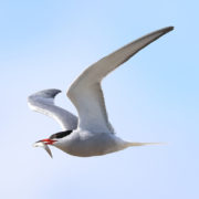 Common tern