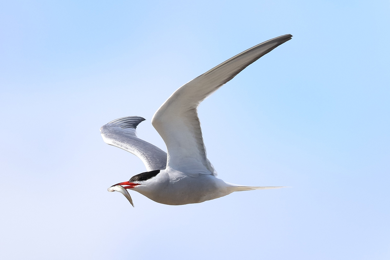 Common tern