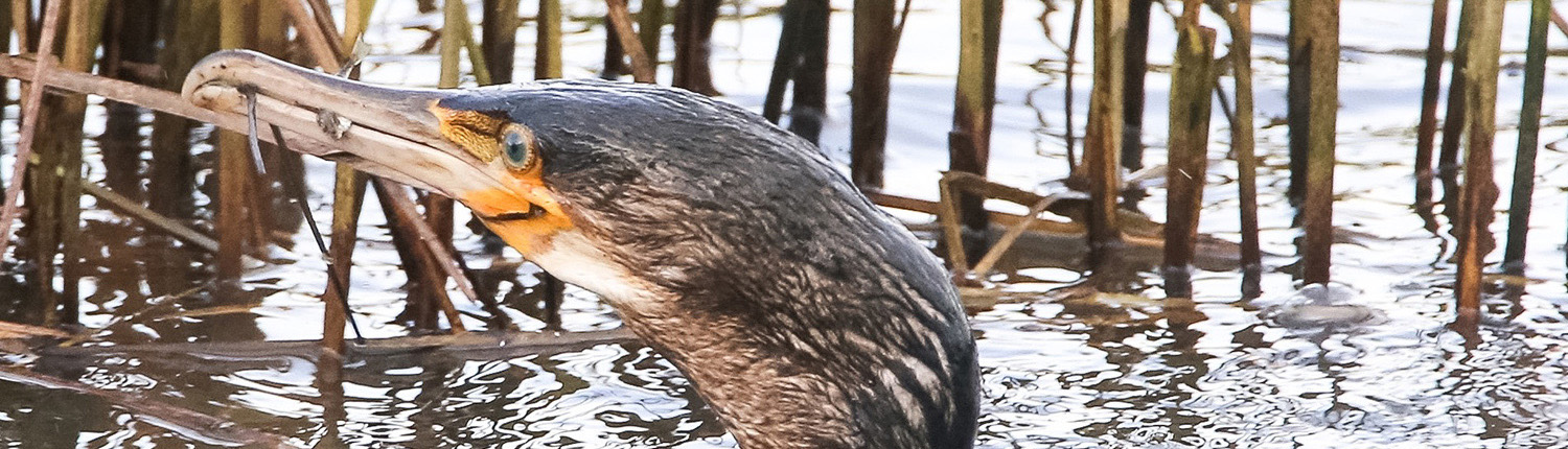 Cormorant at Salt Pans