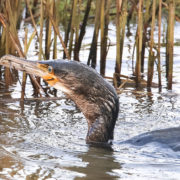 Cormorant at salt pans