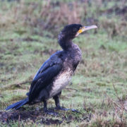 Cormorant at salt pans