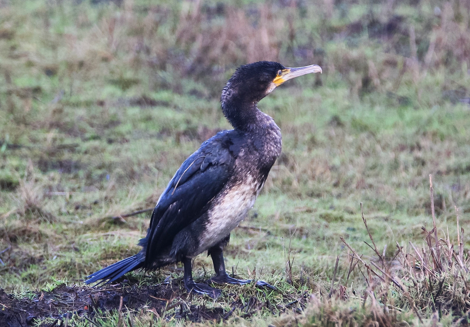 Cormorant at salt pans