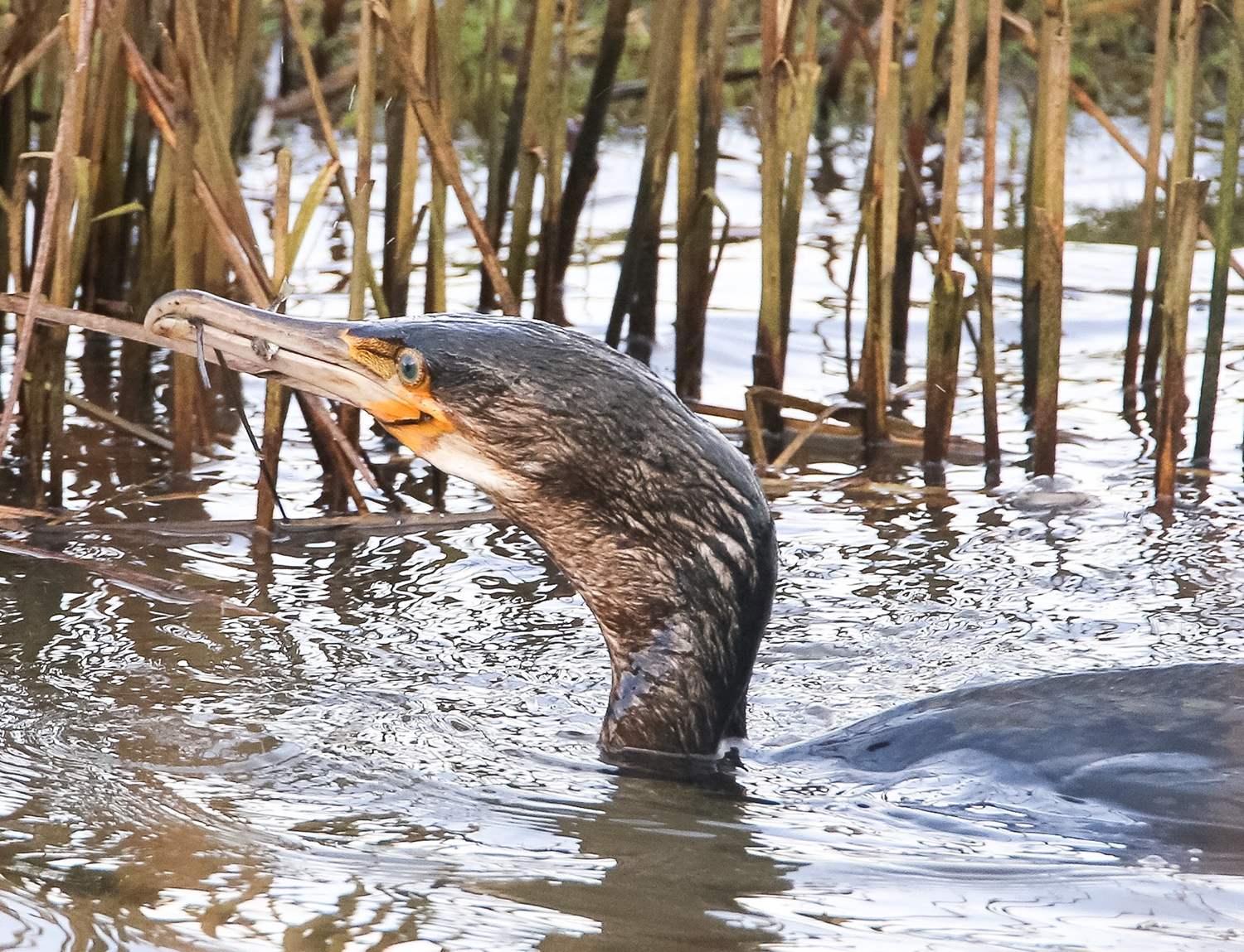 Cormorant at salt pans