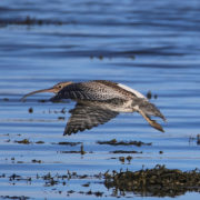 Curlew