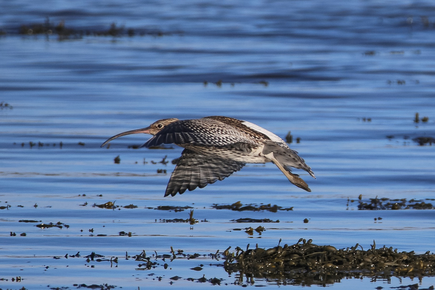 Curlew