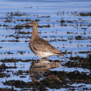 Curlew