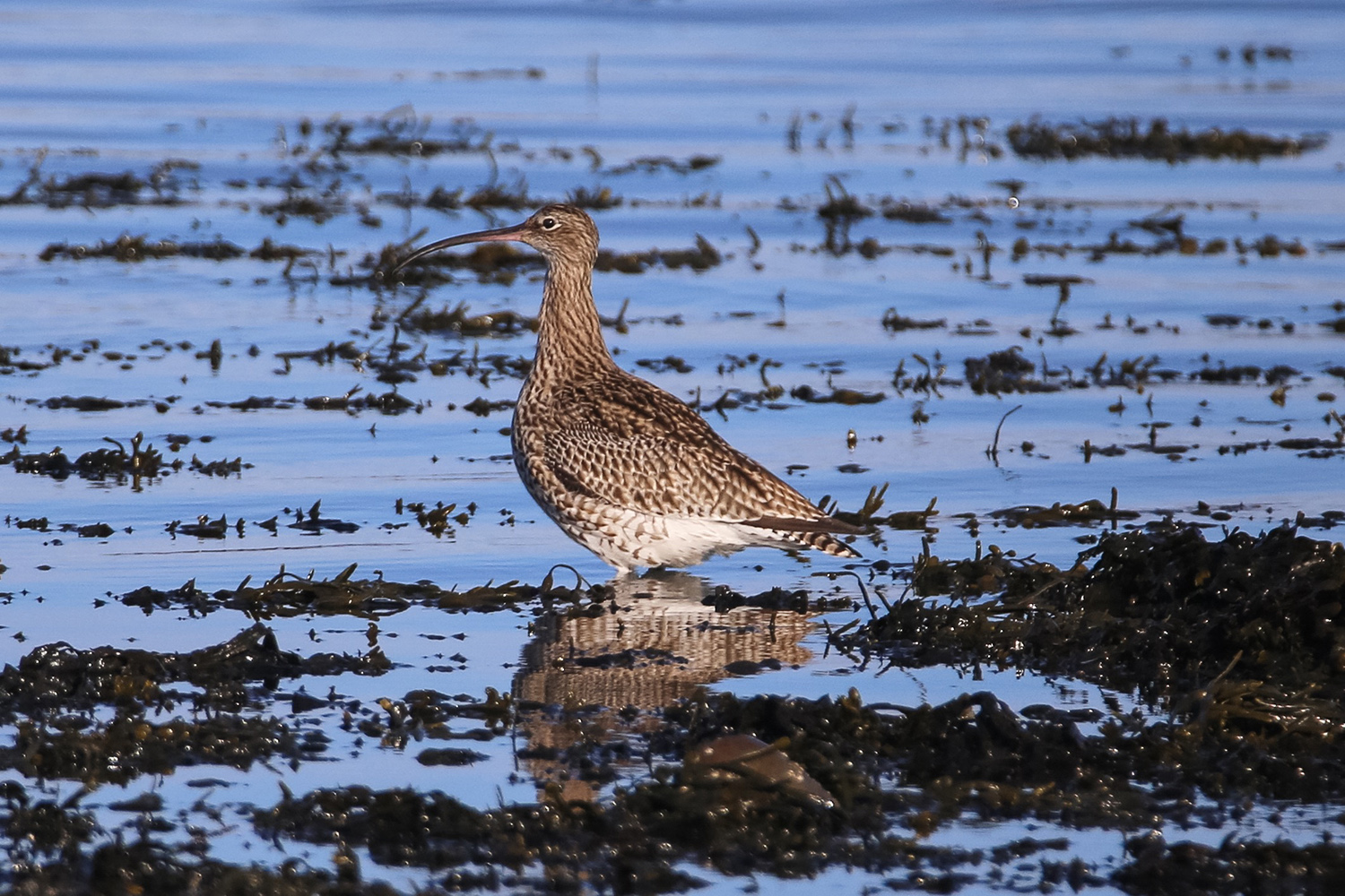 Curlew