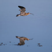 Curlew