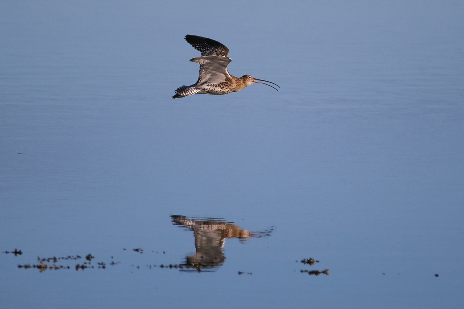 Curlew