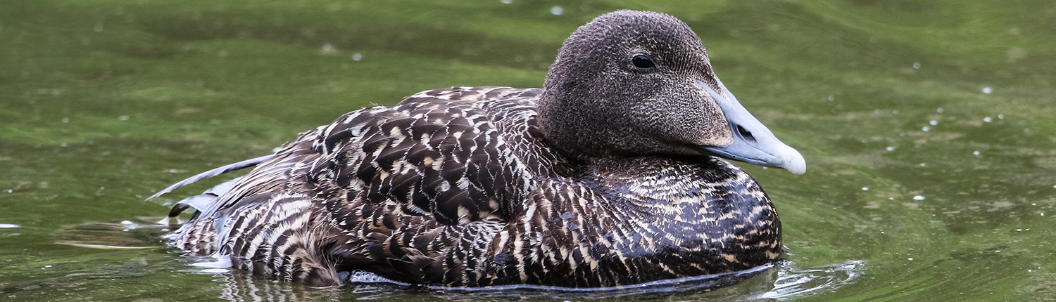 Eider duck swimming