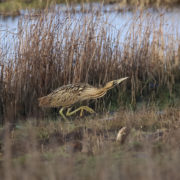 Bittern by salt pan