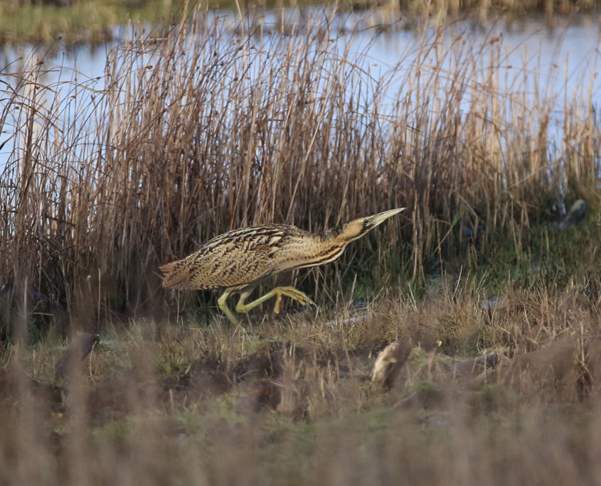 Bittern by salt pan