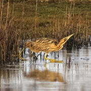 Bittern skating