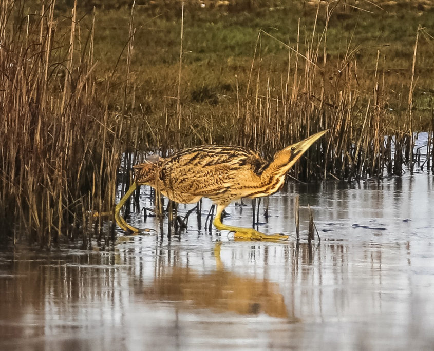 Bittern skating