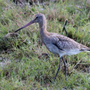Black-tailed godwit