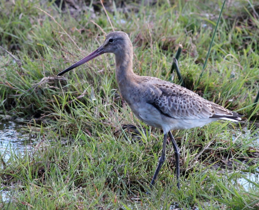 Black-tailed godwit