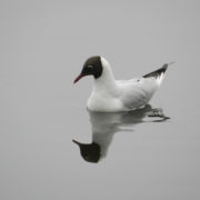 Black-headed gull flying