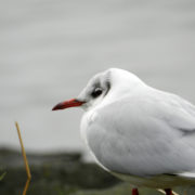 Black-headed gull