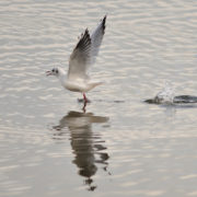 Black-headed gull flying