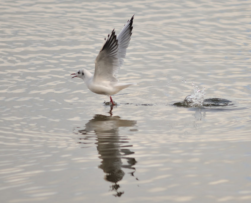 Black-headed gull flying