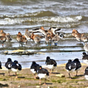 Black-tailed godwits