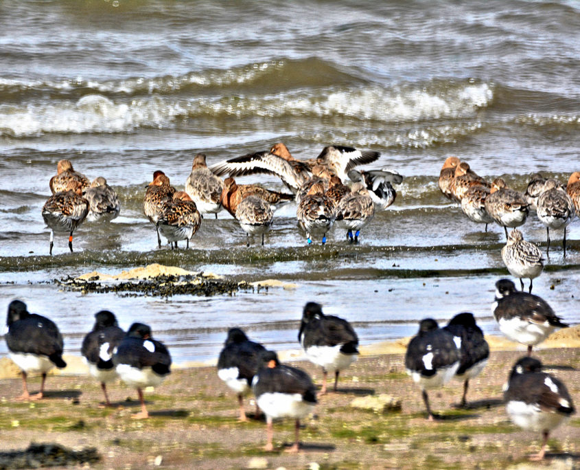 Black-tailed godwits