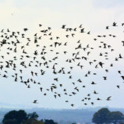 Black-tailed godwits and Knot in flight