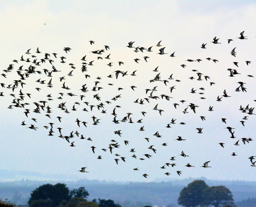 Black-tailed godwits and Knot in flight