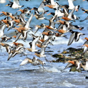 Black-tailed godwits in flight