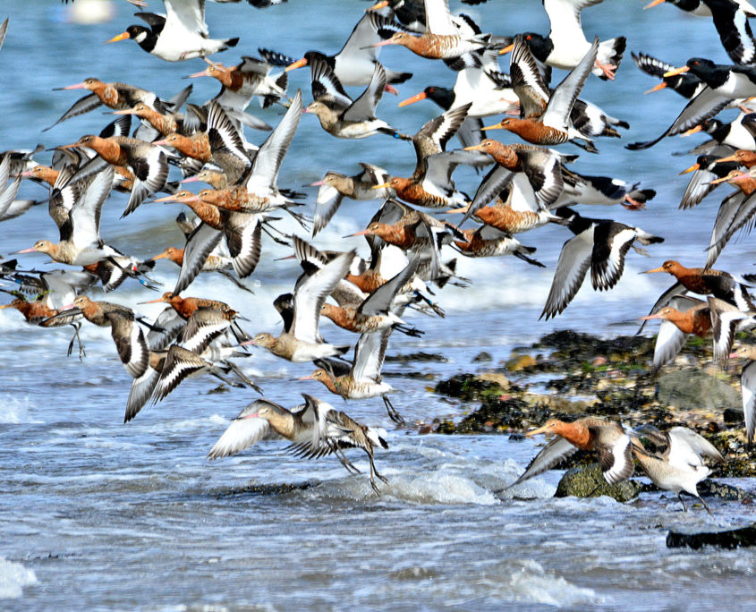 Black-tailed godwits in flight