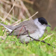 Blackcap