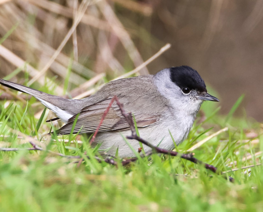 Blackcap