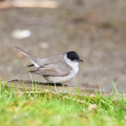 Blackcap