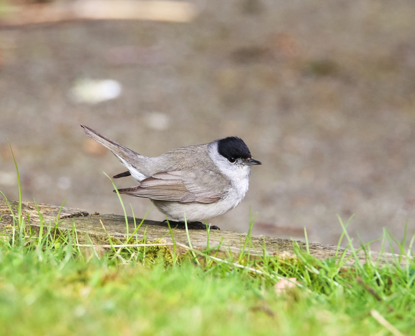 Blackcap