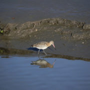 Black-tailed godwit