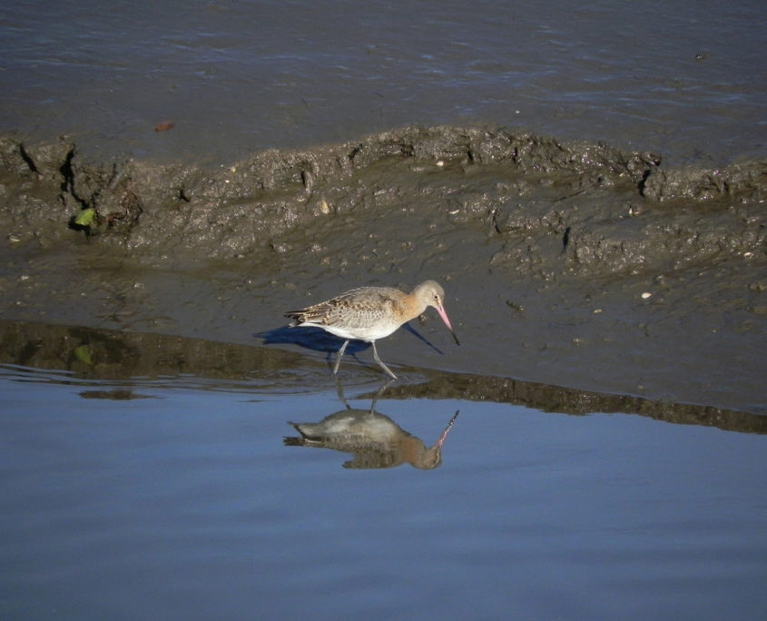 Black-tailed godwit