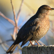 Female Blackbird