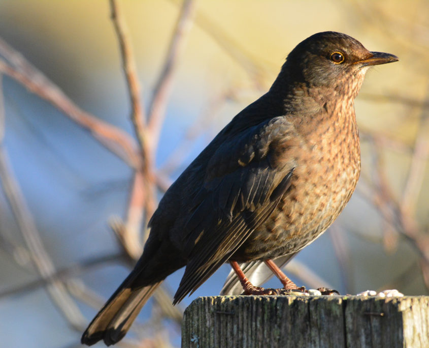 Female Blackbird